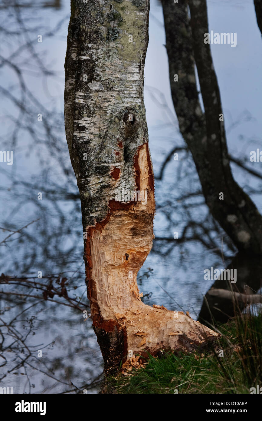 Les dommages causés aux arbres par le castor européen,Casper, fibre Banque D'Images