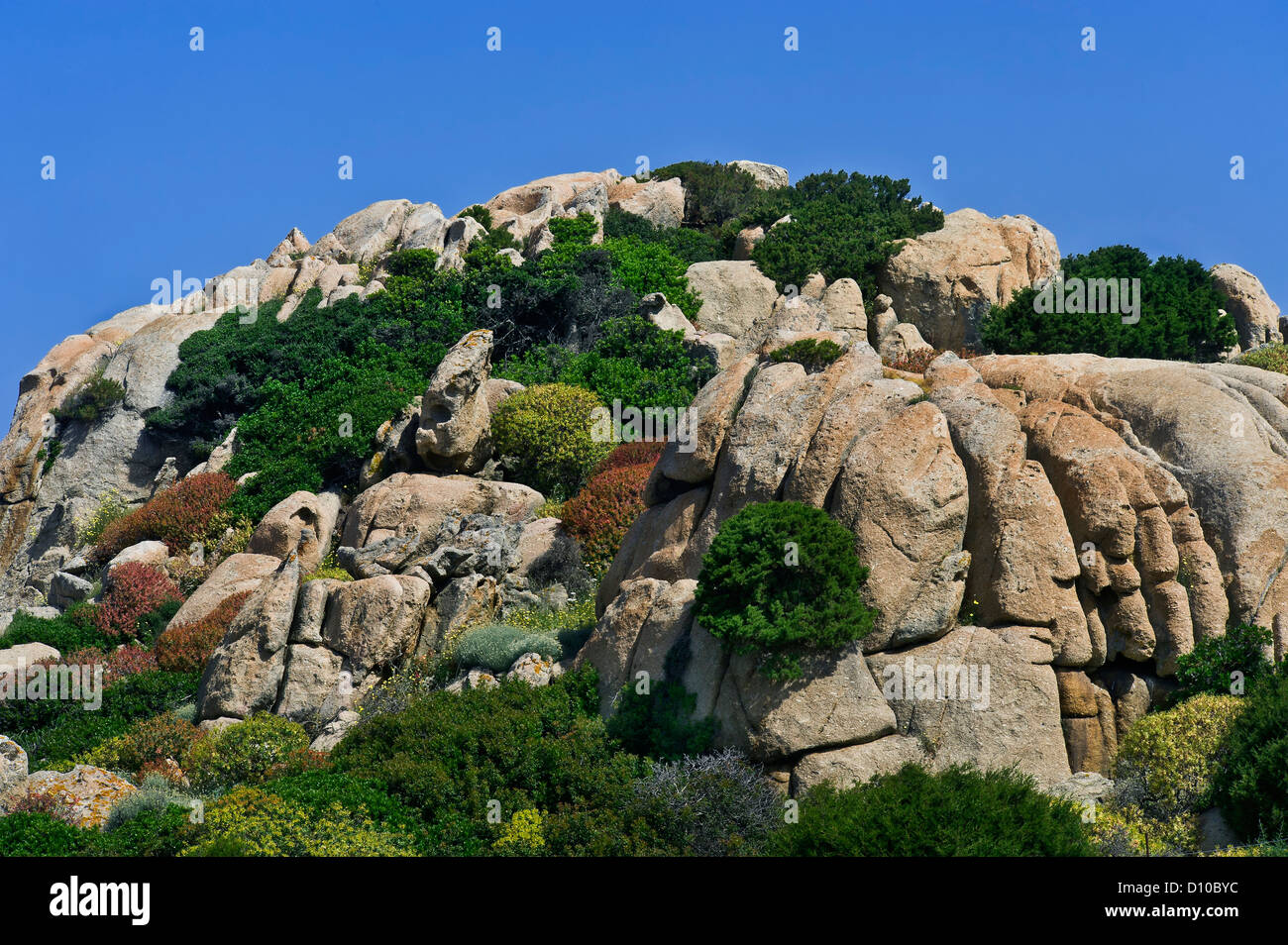 Rocky la végétation, l'Asinara NP, Sardaigne, Italie Banque D'Images