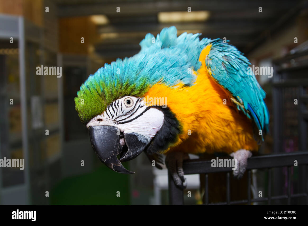 Le Bleu-et-Jaune Macaw (Ara ararauna) en animalerie locale de Cornwall, UK Banque D'Images