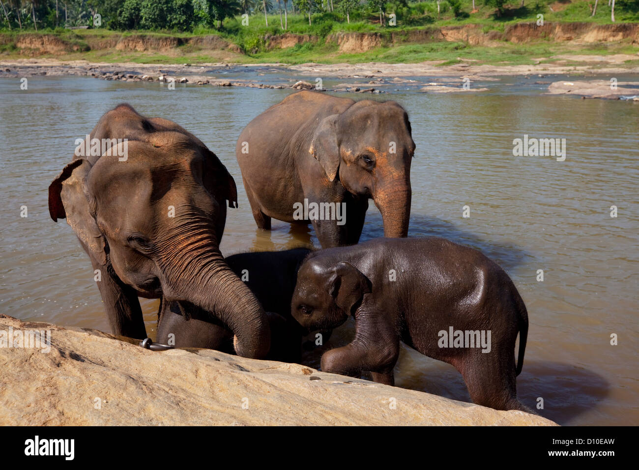 Les éléphants de l'orphelinat des éléphants Pinnewala profiter de leur bain quotidien à la rivière locale. Banque D'Images