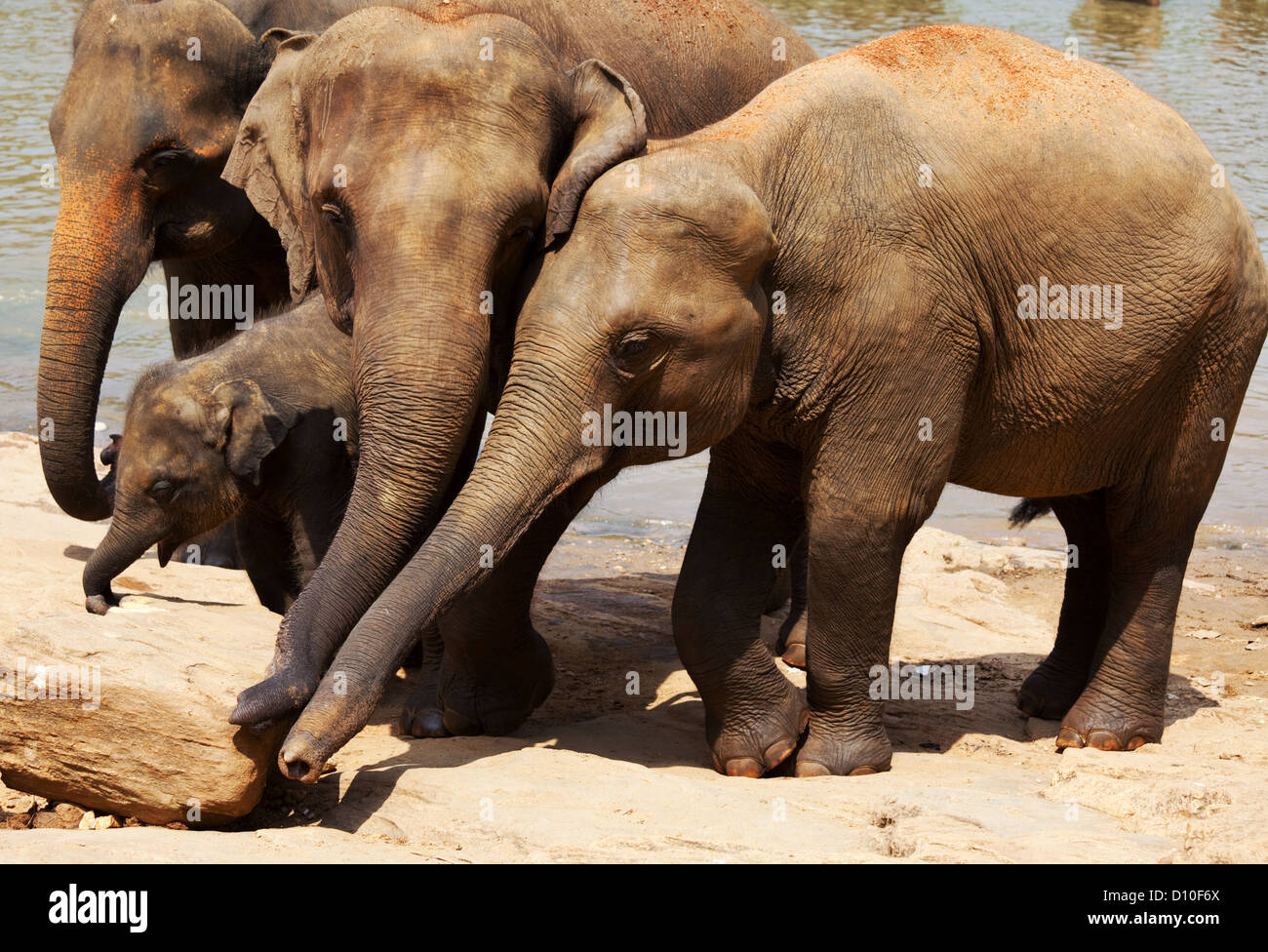 Les éléphants de l'orphelinat des éléphants Pinnewala profiter de leur bain quotidien à la rivière locale. Banque D'Images