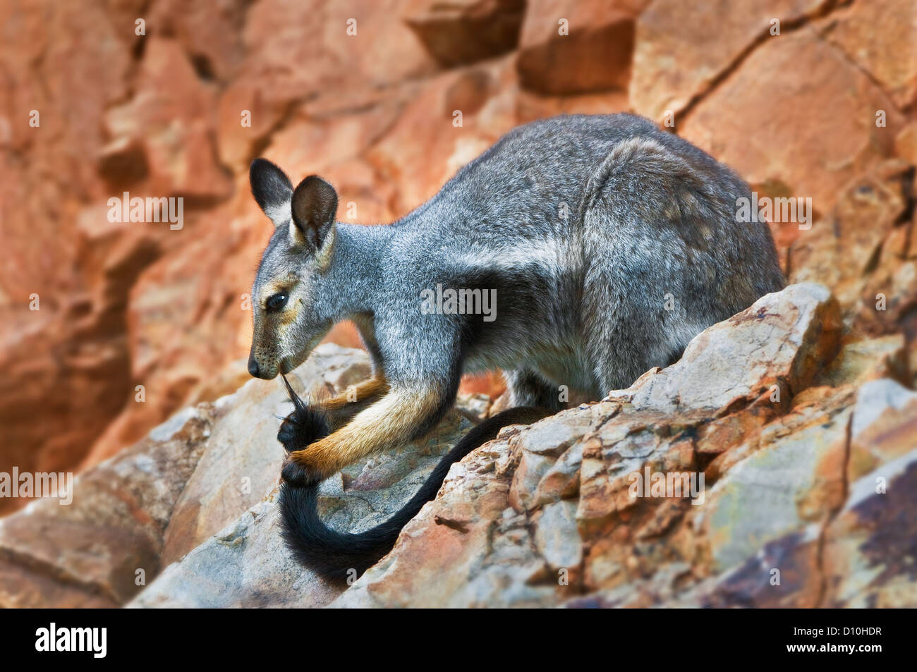 Black-footed Rock wallaby-grooming sa queue. Banque D'Images