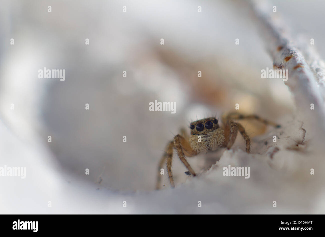 Portrait de l’araignée Banque D'Images