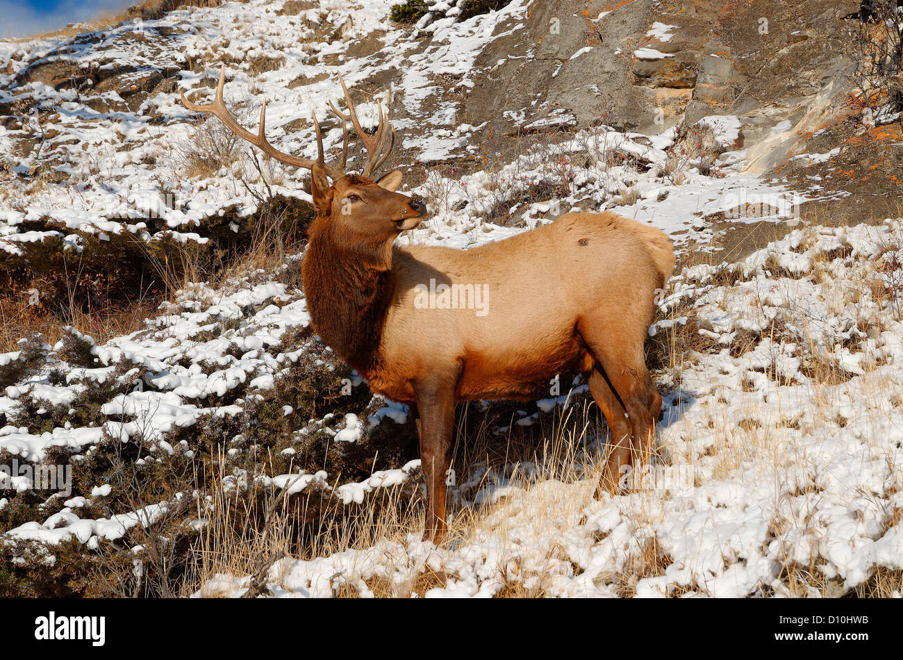 Bull Elk aka Wapiti, en hiver, le parc national Banff, Alberta, Canada Banque D'Images