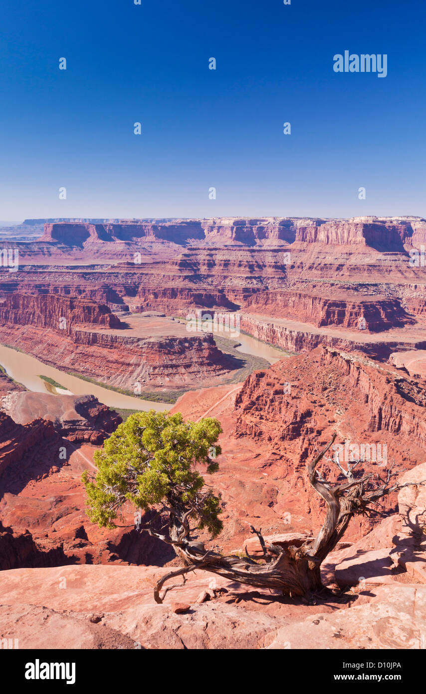 Colorado River Bend cygne Dead Horse Point State Park donnent sur Utah USA United States of America Banque D'Images