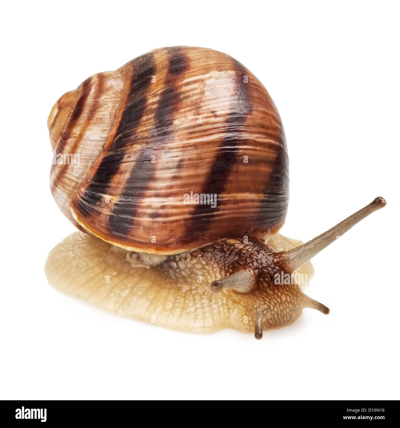 Garden Snail in front of white background Banque D'Images