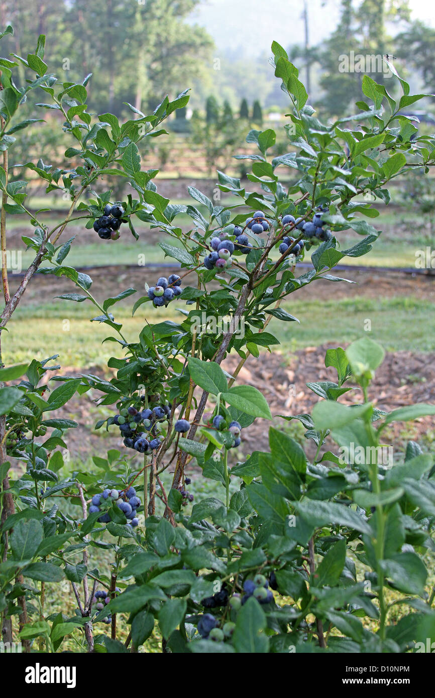 Scenic shot de plants de bleuets en rangées sur une ferme autocueillette de bleuets Banque D'Images