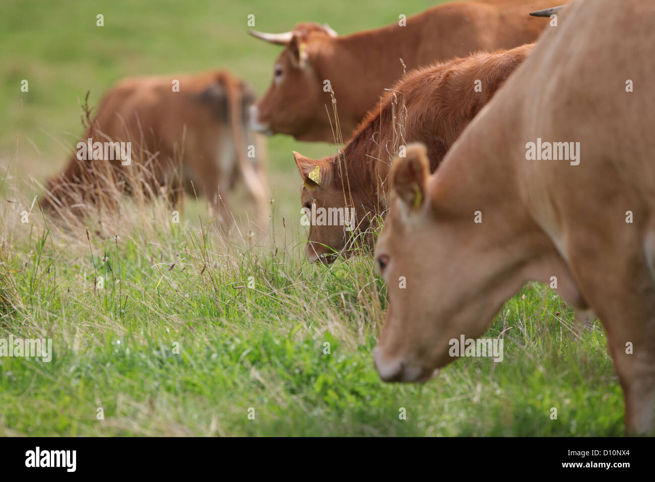 Schierensee, Allemagne, Race Limousin Banque D'Images