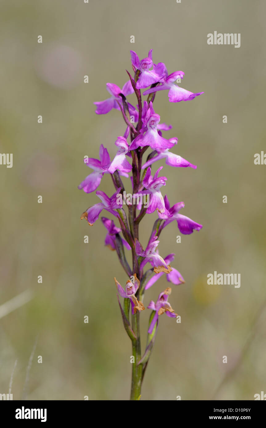 Robustes, Knabenkraut Orchis Orchis palustris, robusta robusta ssp. Banque D'Images