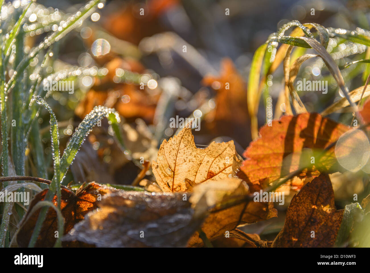 Les feuilles d'automne et de l'herbe recouverte d'une couche de gel dans la lumière du matin Banque D'Images