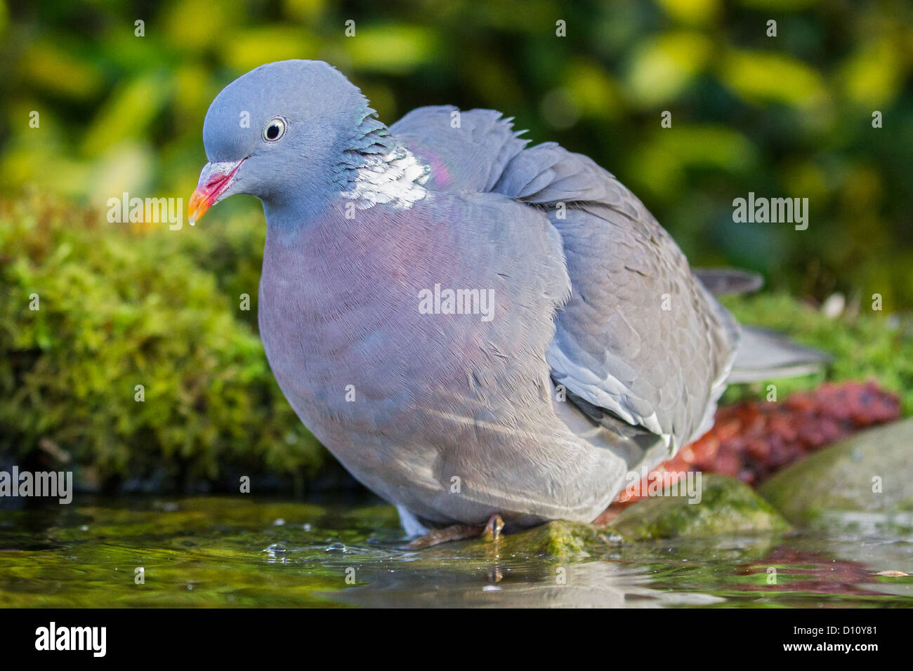 Close-up of a common wood pigeon (Columba palumbus) baignade dans une piscine peu profonde woodland, soft-focus green fond begetation Banque D'Images
