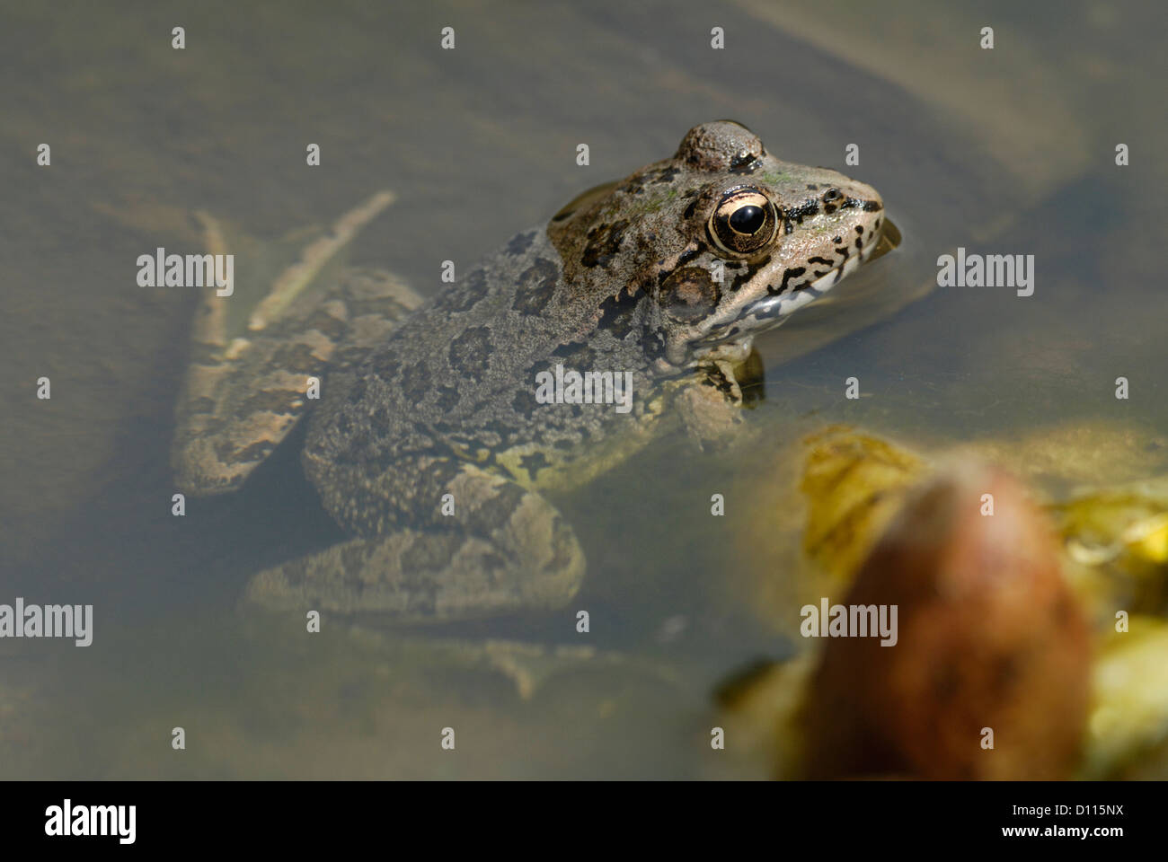 L'eau ibérique (Frog Pelophylax perezi) dans le Parc National de Monfrague, Espagne Banque D'Images