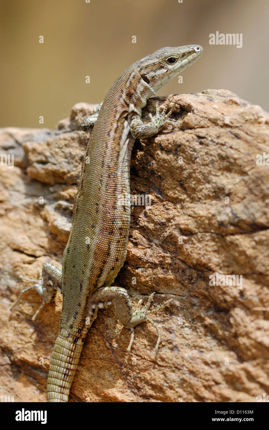 Péninsule ibérique lézard des murailles (Podarcis hispanica) dans le Parc National de Monfrague, Espagne Banque D'Images