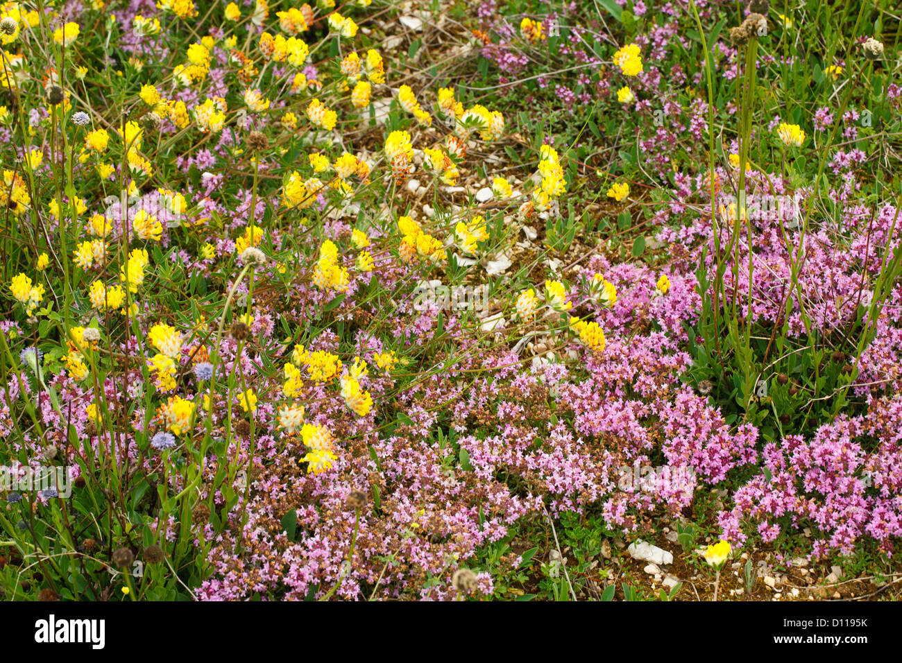 Les fleurs sauvages y compris les reins de la vesce (Anthyllis vulneraria) et le thym (Thymus sp.) sur le Causse de Gramat, Lot, France. Banque D'Images