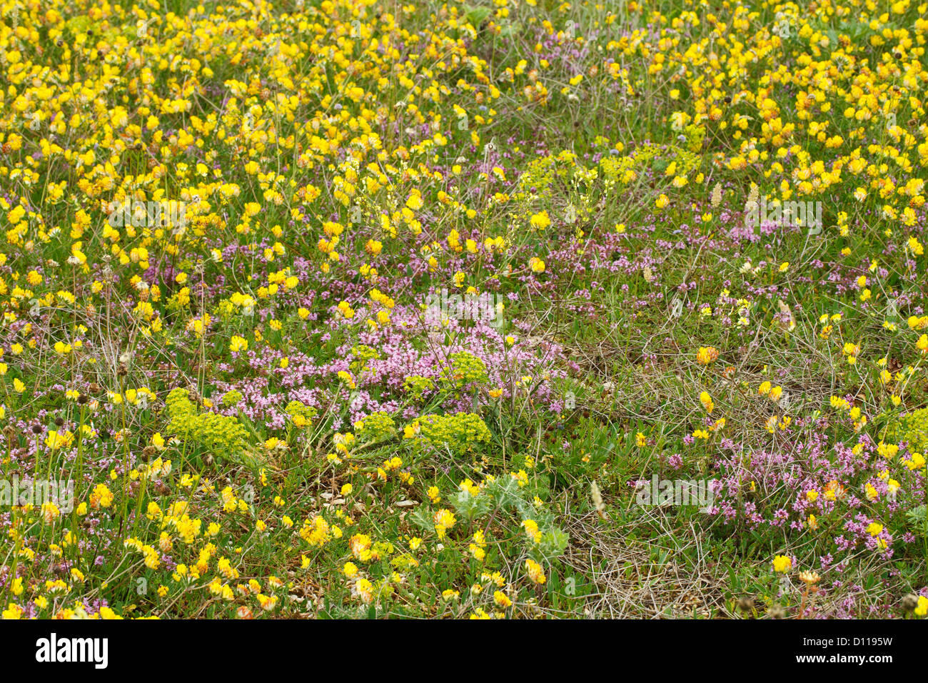 Les fleurs sauvages y compris les reins de la vesce (Anthyllis vulneraria) et le thym (Thymus sp.) sur le Causse de Gramat, Lot, France. Banque D'Images