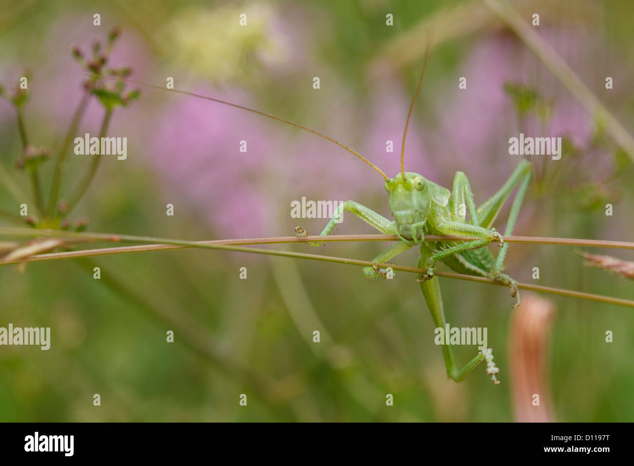 Nymphe de grand grand Green Bush Cricket (Tettigonia viridissima) escalade de la végétation. Sur le Causse de Gramat, France. Banque D'Images