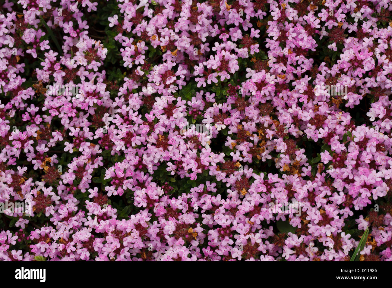 Le thym sauvage (Thymus sp.)la floraison sur le Causse de Gramat, Lot, France. De juin. Banque D'Images