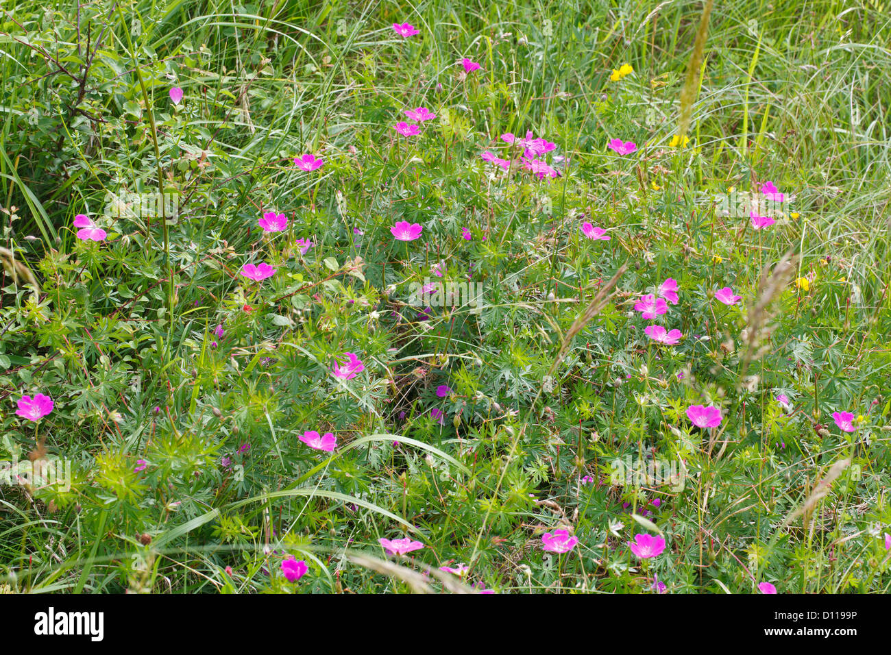 Géranium sanguin (Geranium sanguineum) floraison. Sur le Causse de Gramat, Lot, France. Juin Banque D'Images