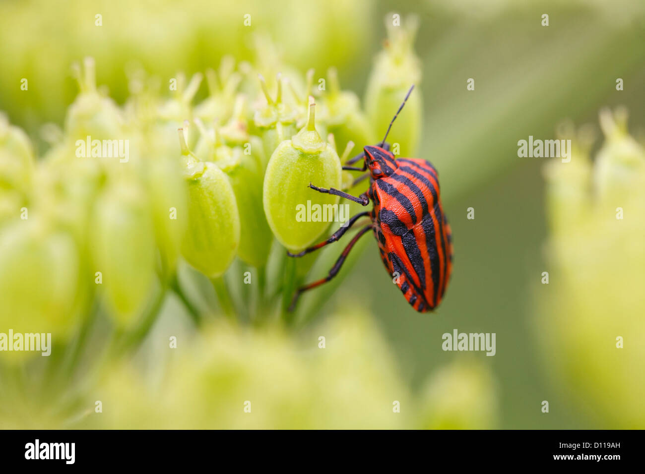 (Graphosoma lineatum rayé shieldbug italicum) sur les semences d'un Umbellifer. Sur le Causse de Gramat, Lot, France. Banque D'Images