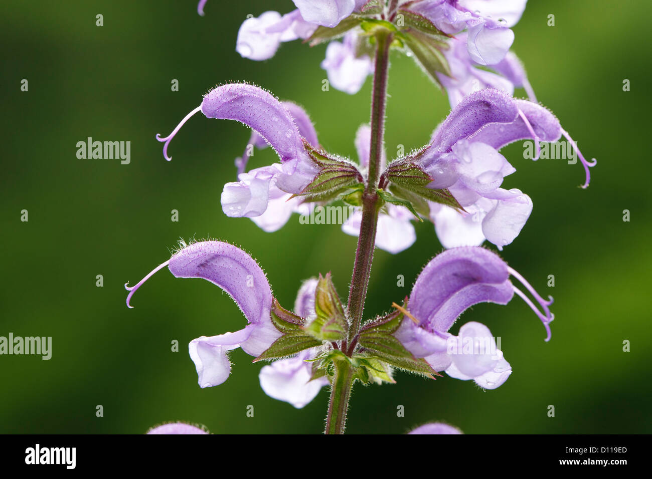 Meadow Clary (Salvia pratensis) la floraison. Sur le Causse de Gramat, Lot, France. Banque D'Images
