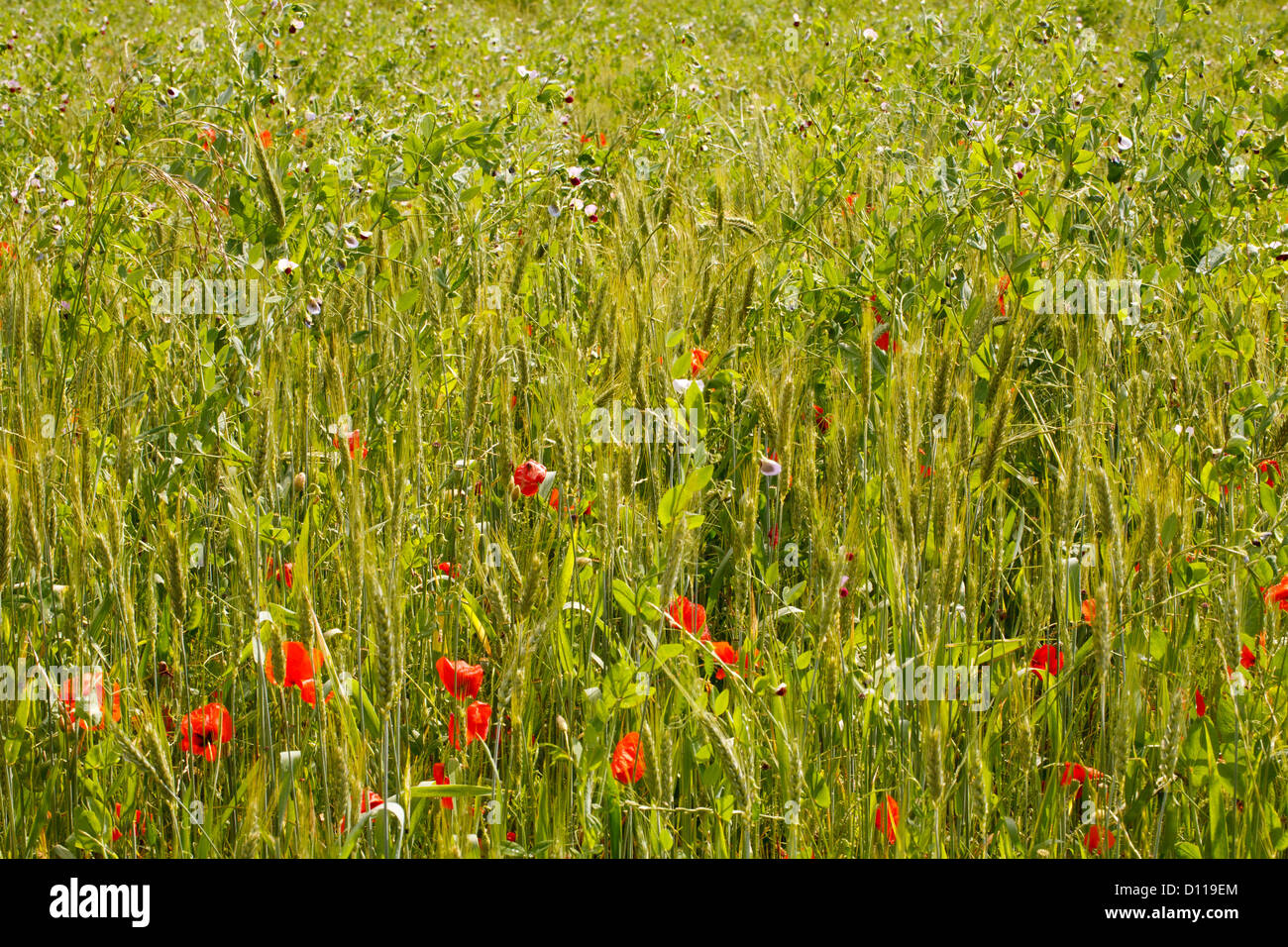 Coquelicots de maïs (Papaver rhoeas) floraison dans un champ d'Triticlae ensilage arables et les pois. Sur le Causse de Gramat, France. Banque D'Images