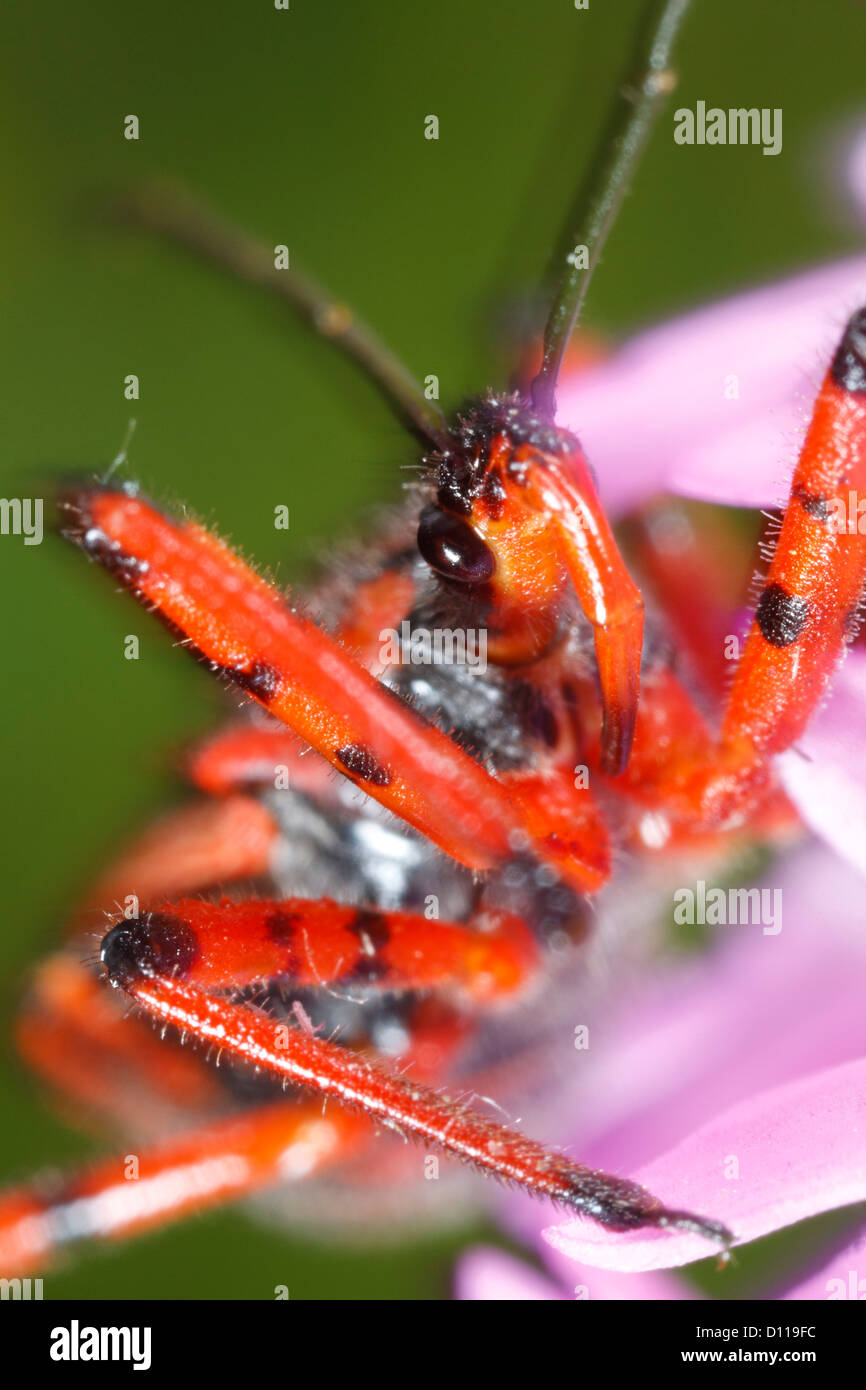Bug Assassin rouge (Rhynocoris iracundus) des profils sur les fleurs d'une orchidée pyramidale (Anacamptis pyramidalis). La France. Banque D'Images