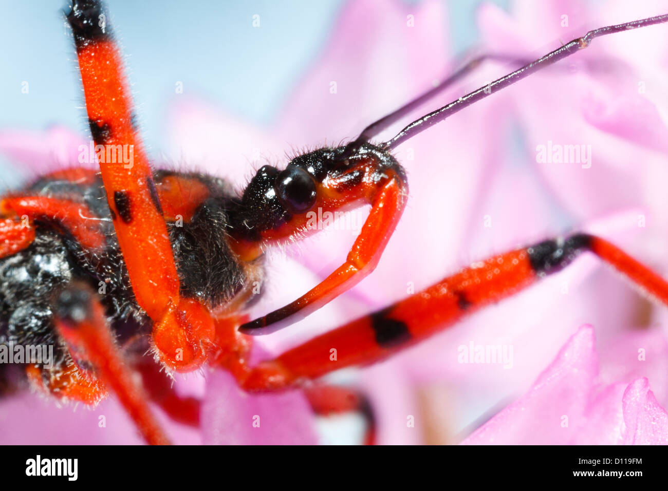 Bug Assassin rouge (Rhynocoris iracundus) des profils sur les fleurs d'une orchidée pyramidale (Anacamptis pyramidalis). La France. Banque D'Images