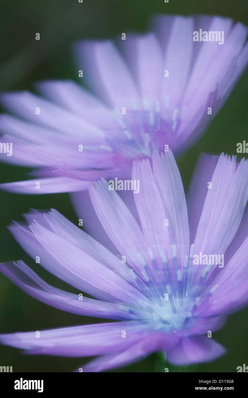 Fleur de montagne bleu ou la laitue (Lactuca perennis) photographié par un jour de vent. Sur le Causse de Gramat, Lot, France. Banque D'Images