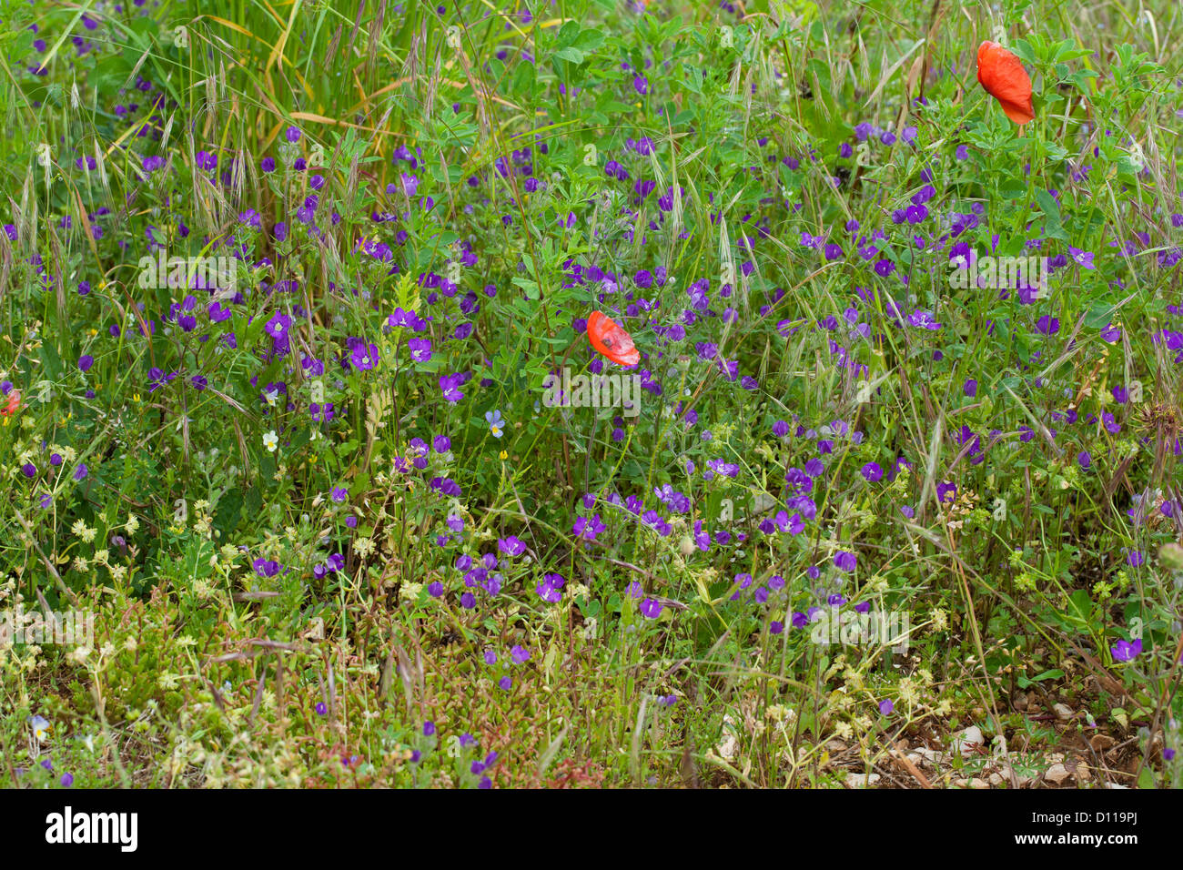 Vénus à grande fleur's Looking Glass (Legousia speculum-veneris) floraison sur le bord d'un champ arable. La Lozère, France. Banque D'Images