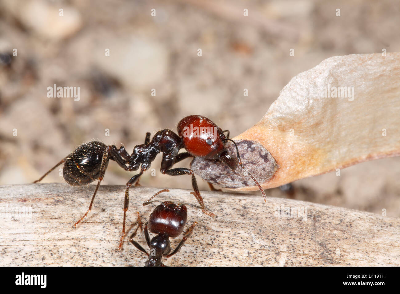 Harvester ant (Messor barbara) portant un travailleur médian des semences de pin. Chaîne des Alpilles, Provence, France. Banque D'Images