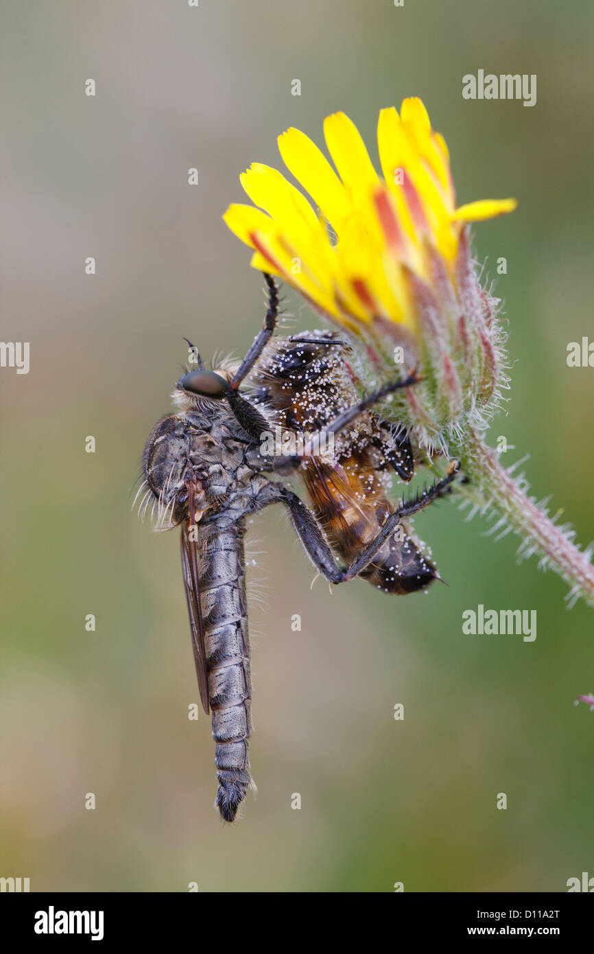 Grand voleur voler (Asilidae) se nourrissent d'une abeille (Apis mellifera). Chaîne des Alpilles, Provence, France. Banque D'Images