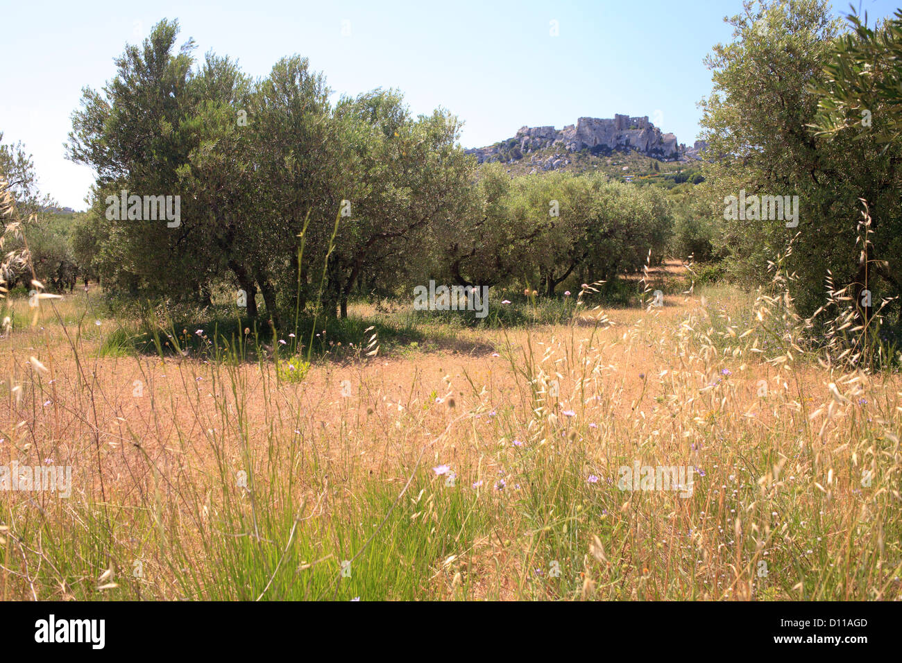 Olivier (Olea europea) verger au-dessous du Château des Baux, Les Baux-de-Provence, Bouches-du-Rhône, Provence, France. De juin. Banque D'Images