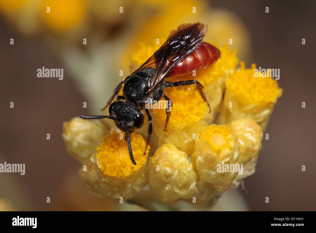 Abeille Coucou Sphecodes femelle alimentation alternatus Helichrysum ona fleur. Chaîne des Alpilles, Bouches-du-Rhône, Provence, France. Banque D'Images