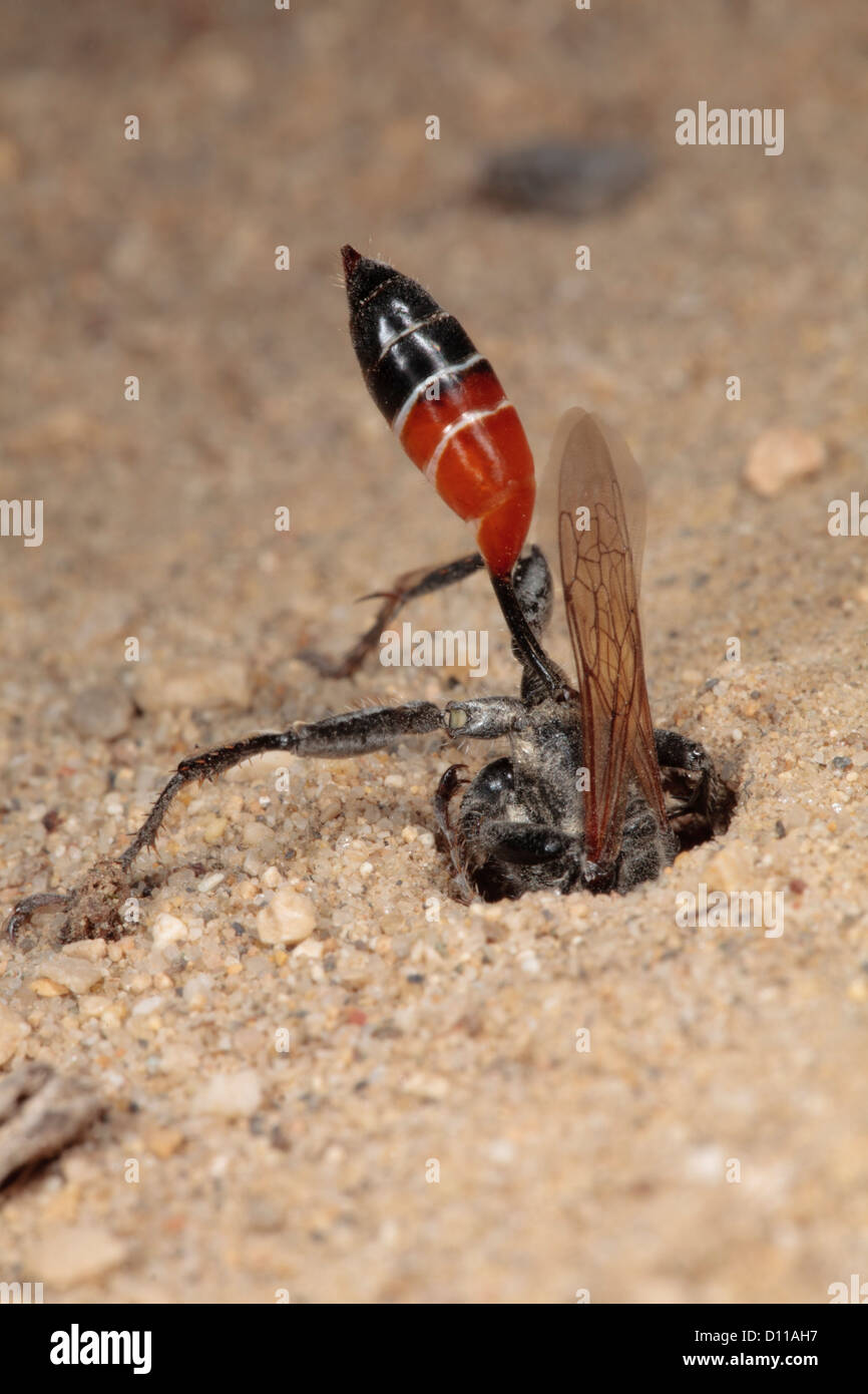 Femme Digger Wasp (Prionyx kirbii) creuser un terrier de nidification. Chaîne des Alpilles, Bouches-du-Rhône, Provence, France. De juin. Banque D'Images