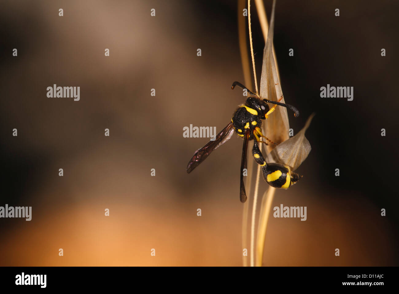 Potter (Wasp mâle Eumenes pomiformis) se percher au coucher du soleil sur une usine d'avoine sauvage. Bouches-du-Rhône, Provence, France. De juin. Banque D'Images