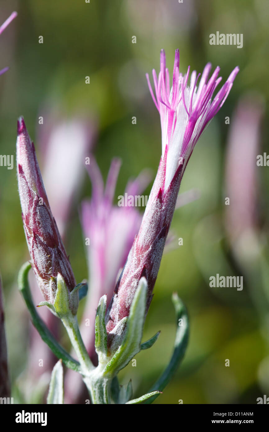 Des fleurs (Staehelina Staehelina dubia felty) sous-arbrisseau. Chaîne des Alpilles, Bouches-du-Rhône, Provence, France. De juin. Banque D'Images