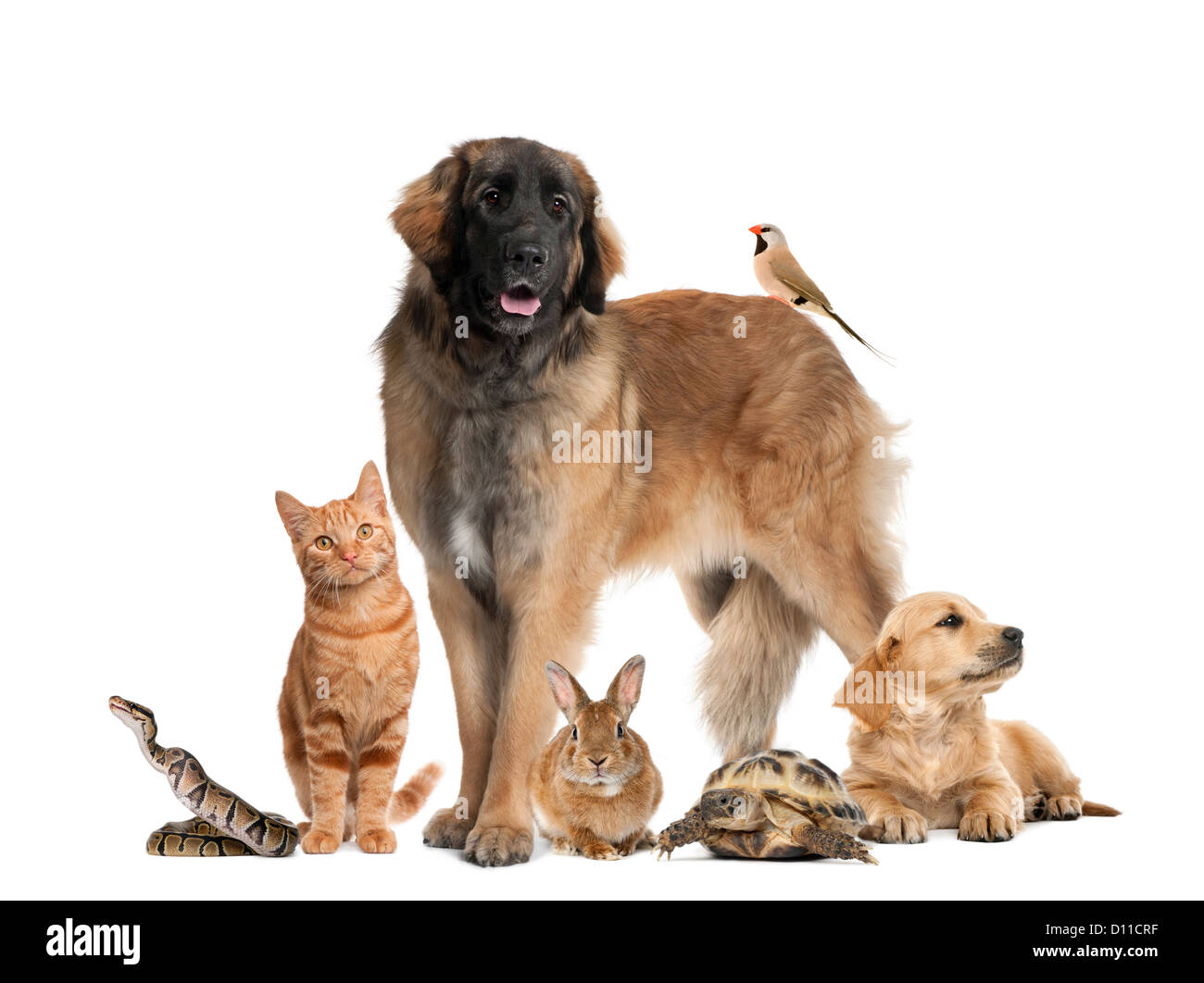 Groupe d'animaux domestiques et animaux sauvages contre fond blanc Banque D'Images