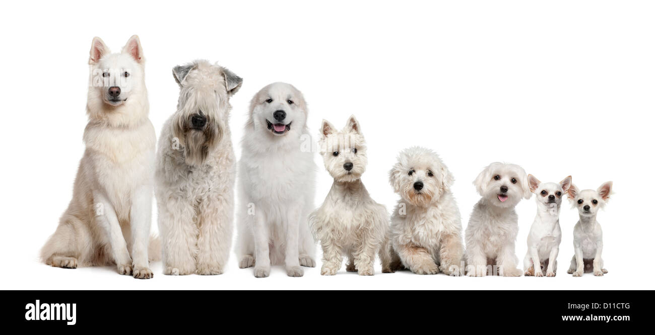 Groupe de chiens blancs assis, de plus grand aux plus petits contre fond blanc Banque D'Images