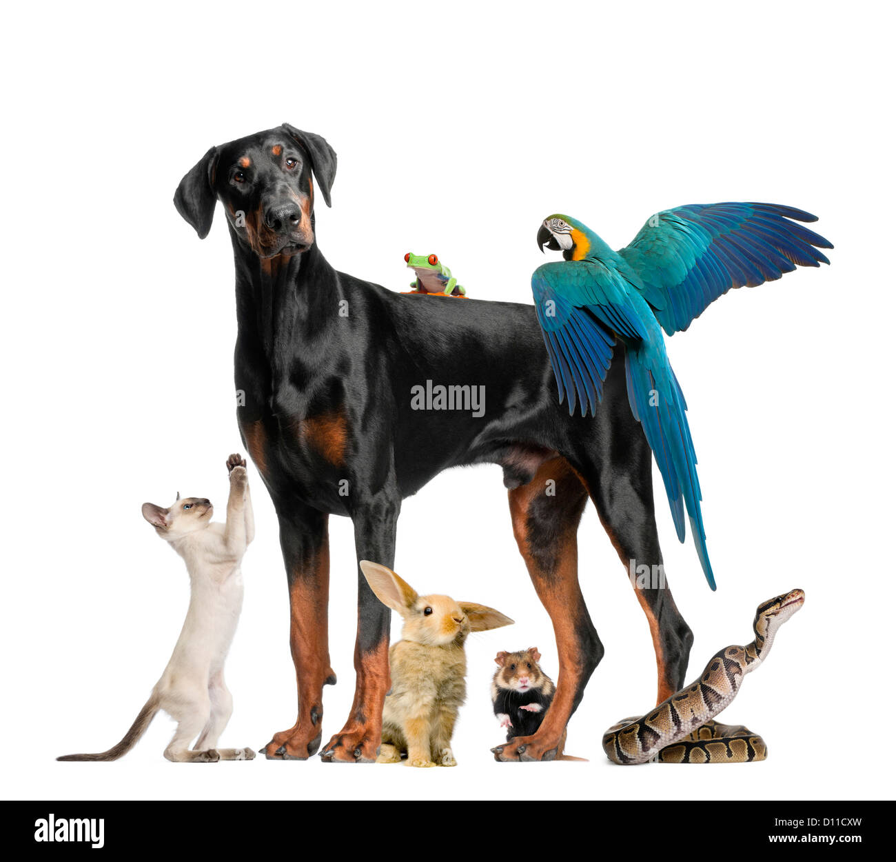 Groupe d'animaux domestiques et animaux sauvages contre fond blanc Banque D'Images