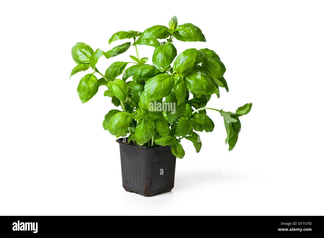 Photo de basilic frais plante dans un pot en plastique sur fond blanc. Banque D'Images