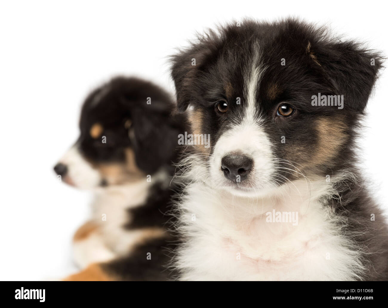 Close-up de deux chiots berger australien, 2 mois, avec l'accent sur le premier plan against white background Banque D'Images