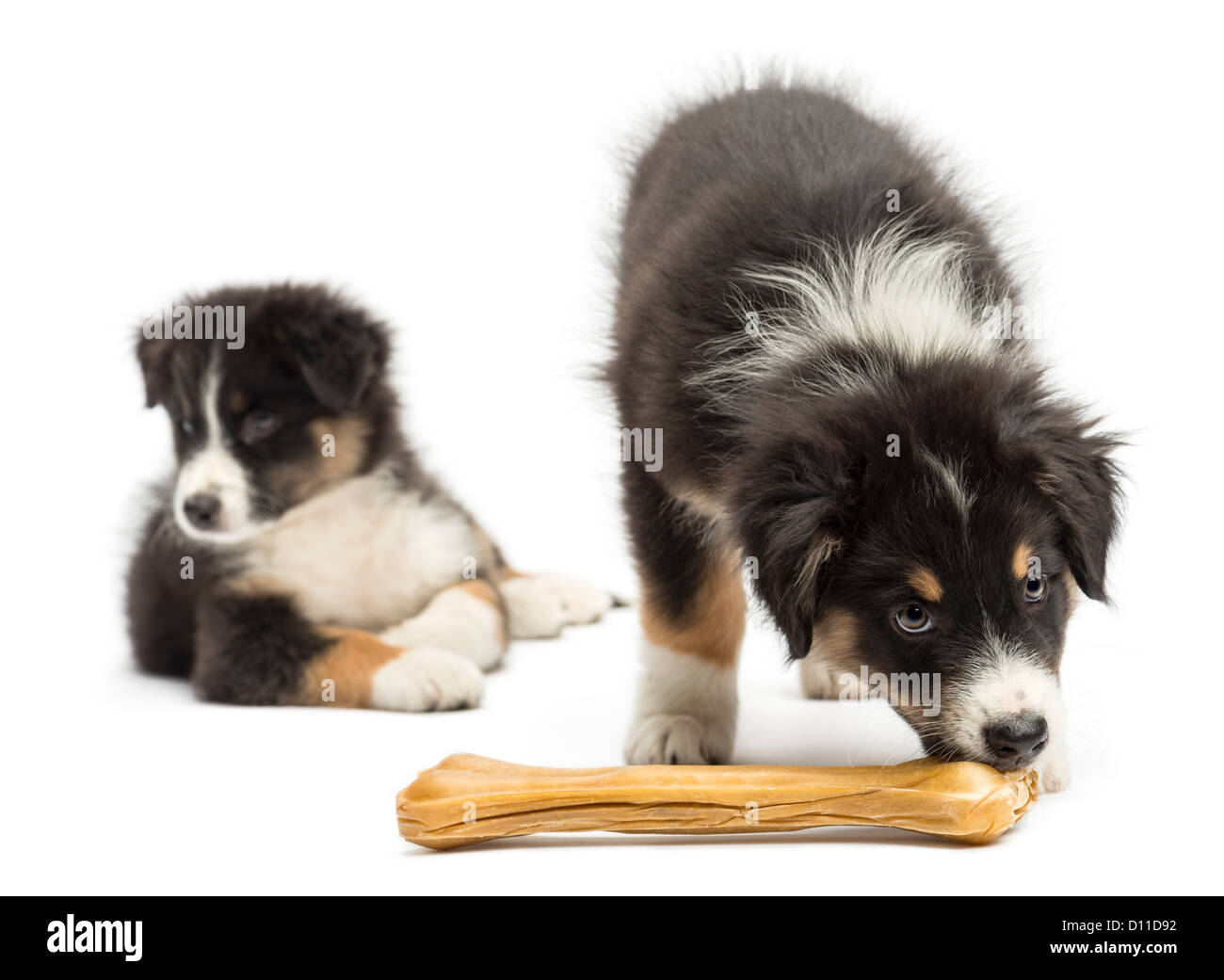 Deux chiots berger australien, 2 mois, l'un manger un os de fusée contre fond blanc Banque D'Images