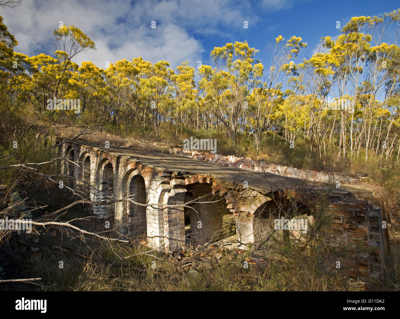 Paysage avec forêt de wattle / acacia arbre avec des fleurs d'or colonisent les ruines de l'ancienne mine d'arsenic Emmaville, NSW Australie Banque D'Images