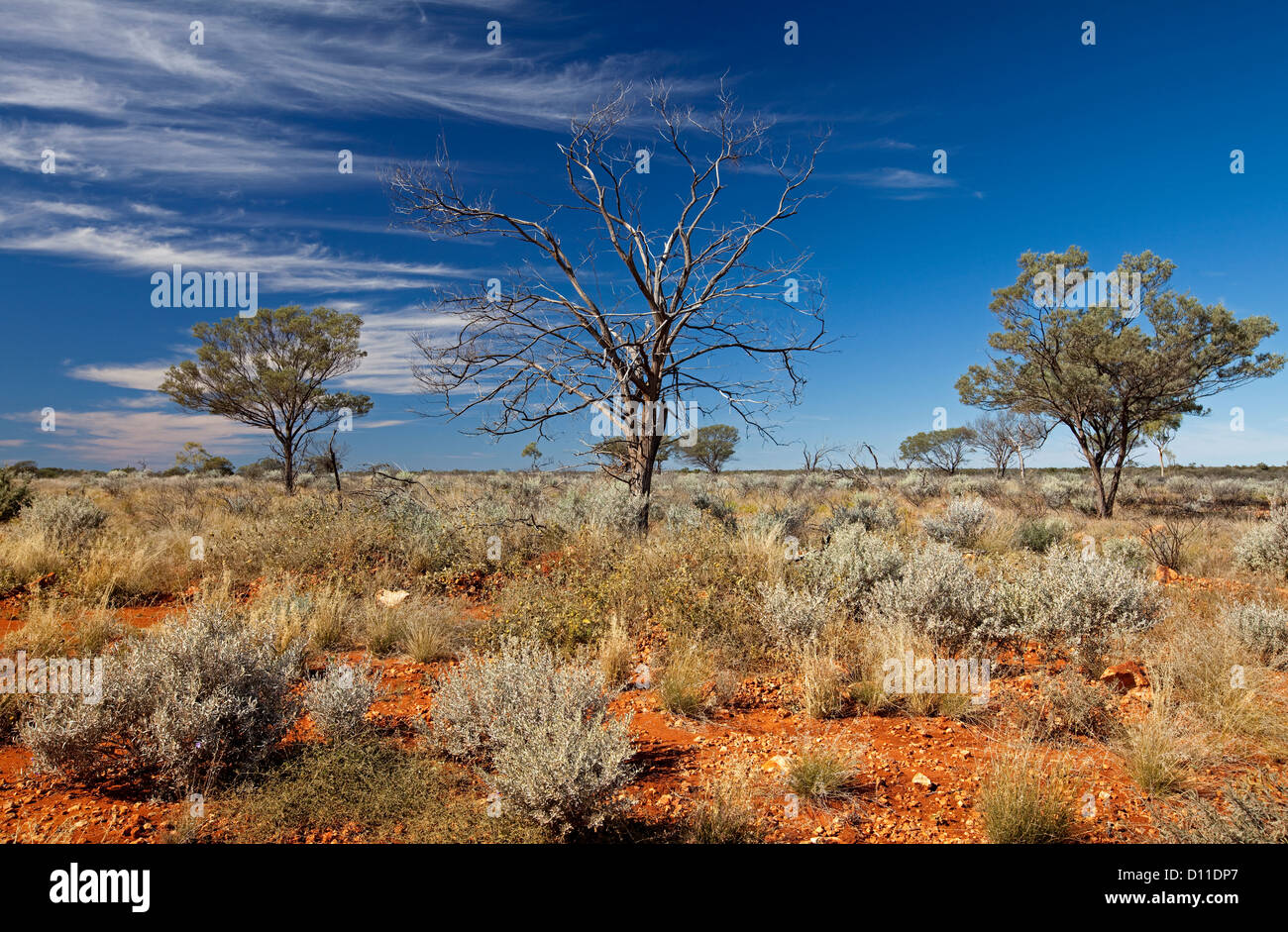Australian Outback paysage dans le sud-ouest de Queensland avec végétation basse sur de vastes plaines et de ciel bleu Banque D'Images