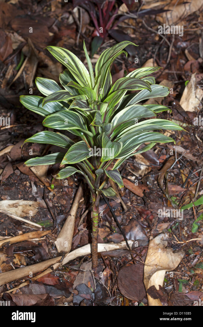 Cordyline fruticosa compacta 'Gold' - un jardin tropical décoratif plante utilisée pour son feuillage coloré Banque D'Images