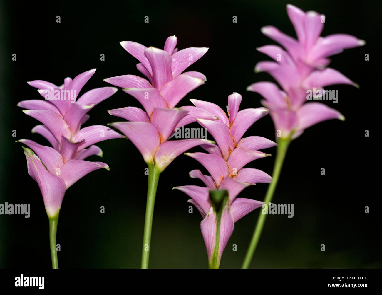 Groupe de fleurs de Curcuma sparganifolia 'Pink Pearl', le gingembre d'ornement - une plante à fleurs tropicales sur fond sombre Banque D'Images Groupe de fleurs de Curcuma sparganifolia 'Pink Pearl', le gingembre d'ornement - une plante à fleurs tropicales sur fond sombre Banque D'Images