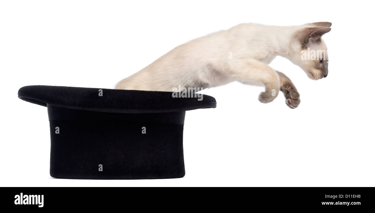 Oriental chaton, 9 semaines, sautant d'un top hat against white background Banque D'Images