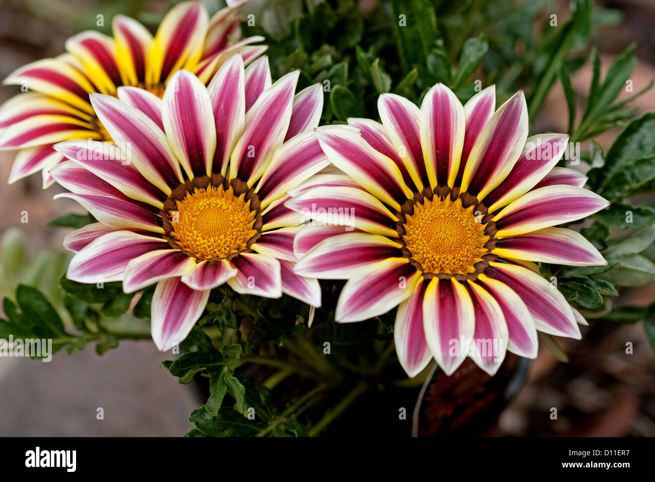 Groupe de rouge, jaune et blanc à rayures fleurs de gazania cultivar hybride - une plante de rocaille - au feuillage vert foncé Banque D'Images