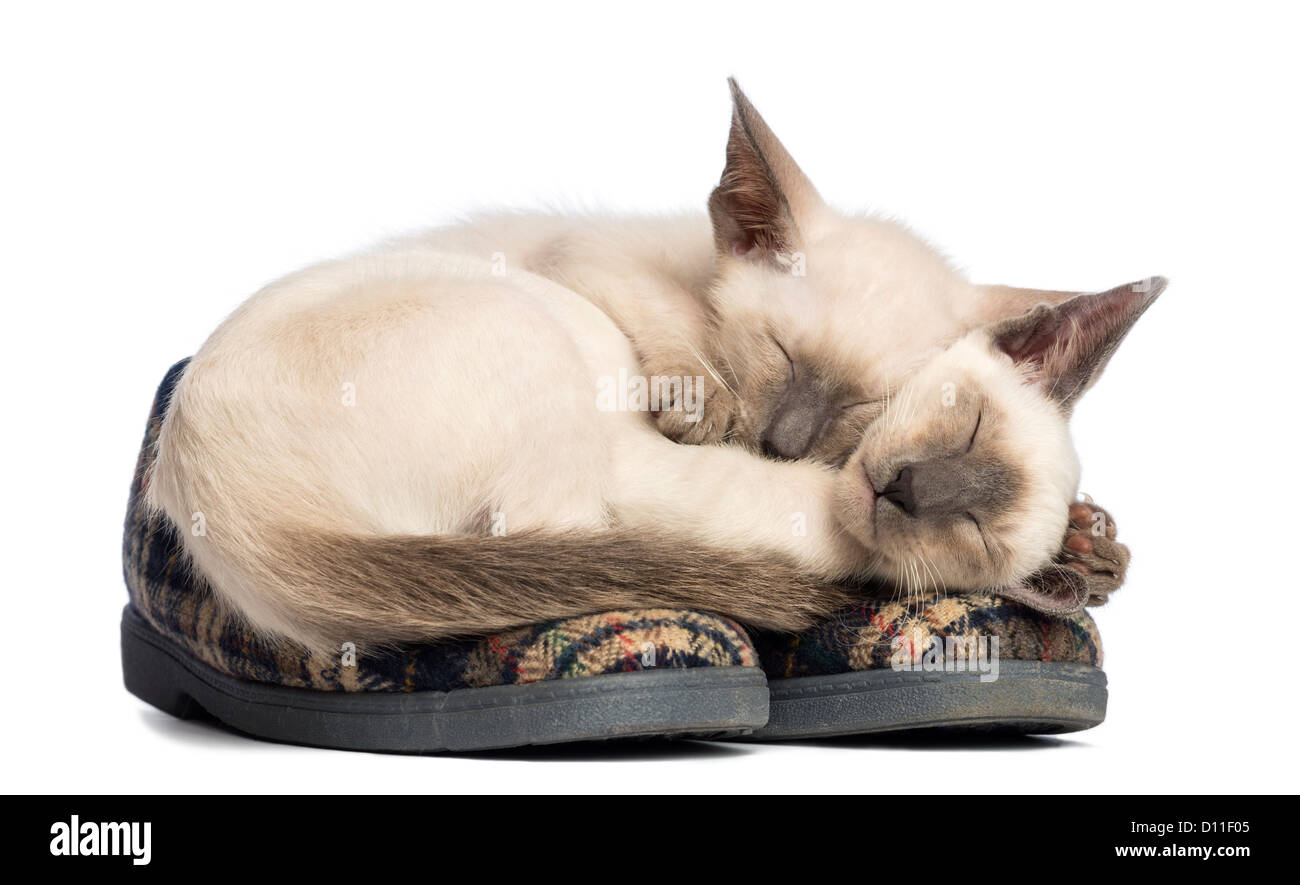 Deux chatons Oriental allongé et dormir sur une paire de chaussons contre fond blanc Banque D'Images