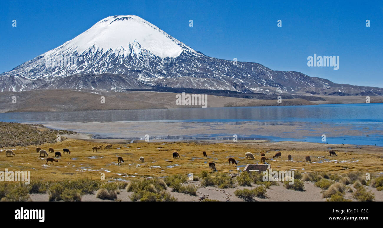 Paysage pittoresque avec des alpagas à côté de pâturage eaux bleues du lac Chungara au pied des sommets enneigés du volcan Parinacota, Chili Banque D'Images
